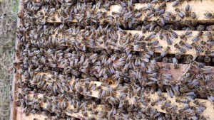 Bienen Volk Wirtschaftsvolk  Bild 4