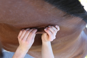 Pferdetraining & Pferdephysiotherapie, mobiler Unterricht & Beritt  Bild 1