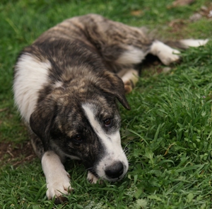 Paula, geb. ca. 07 2023, lebt in GR, auf einem Gelände, auf dem die Hunde notdürftig versorgt werden Bild 4