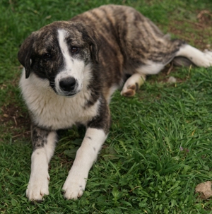 Paula, geb. ca. 07 2023, lebt in GR, auf einem Gelände, auf dem die Hunde notdürftig versorgt werden Bild 7