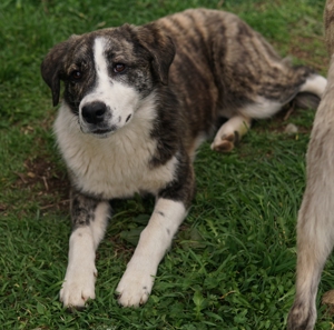 Paula, geb. ca. 07 2023, lebt in GR, auf einem Gelände, auf dem die Hunde notdürftig versorgt werden Bild 5