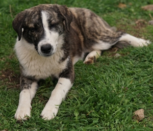 Paula, geb. ca. 07 2023, lebt in GR, auf einem Gelände, auf dem die Hunde notdürftig versorgt werden Bild 8