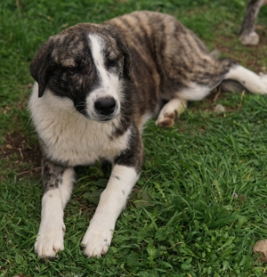 Paula, geb. ca. 07 2023, lebt in GR, auf einem Gelände, auf dem die Hunde notdürftig versorgt werden Bild 6