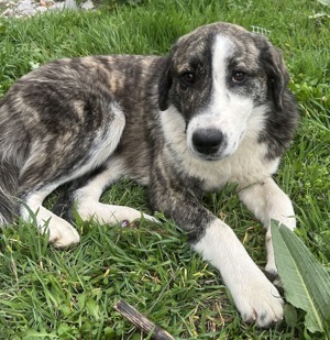 Paula, geb. ca. 07 2023, lebt in GR, auf einem Gelände, auf dem die Hunde notdürftig versorgt werden Bild 9