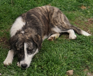 Paula, geb. ca. 07 2023, lebt in GR, auf einem Gelände, auf dem die Hunde notdürftig versorgt werden Bild 3