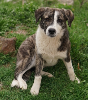 Paula, geb. ca. 07 2023, lebt in GR, auf einem Gelände, auf dem die Hunde notdürftig versorgt werden Bild 2