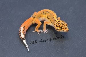 Wunderschöne, gesunde Leopardgeckos Nachzuchten aus 2023 abzugeben