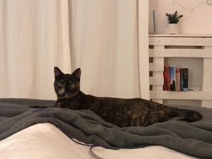 Rania, gesellige Katzendame, ca. 2 Jahre Bild 3
