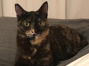 Rania, gesellige Katzendame, ca. 2 Jahre Bild 1
