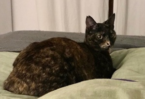 Rania, gesellige Katzendame, ca. 2 Jahre Bild 4