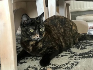 Rania, gesellige Katzendame, ca. 2 Jahre Bild 2