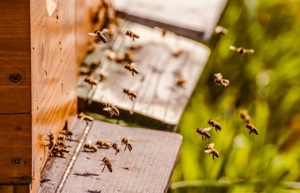 Bienenvölker abzugeben  Bild 2