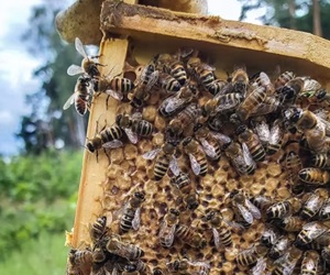 Bienenvölker abzugeben  Bild 1