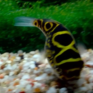 Kugelfisch Palembang