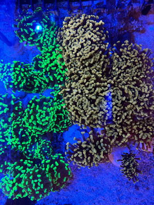 Fungias Meerwasser Korallen Bild 4