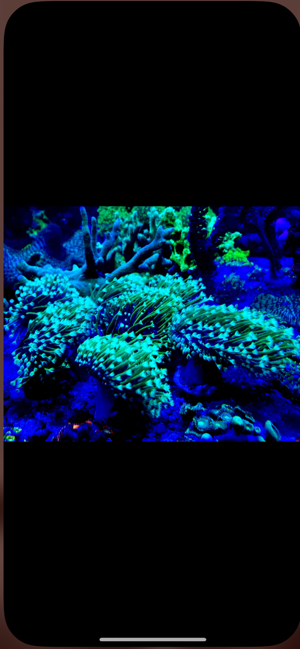Fungias Meerwasser Korallen Bild 3