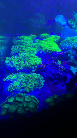Fungias Meerwasser Korallen Bild 9