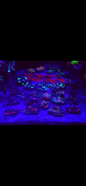 Fungias Meerwasser Korallen Bild 2