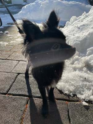 Deckrüde | Chihuahua schwarz,weiss Bild 3