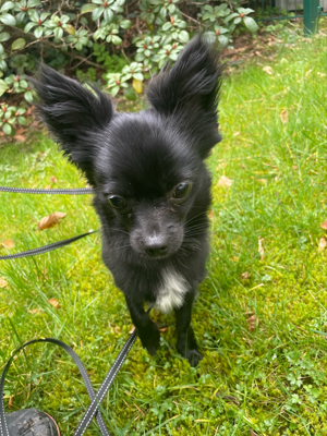 Deckrüde | Chihuahua schwarz,weiss Bild 4