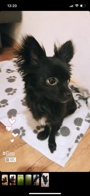 Deckrüde | Chihuahua schwarz,weiss Bild 5