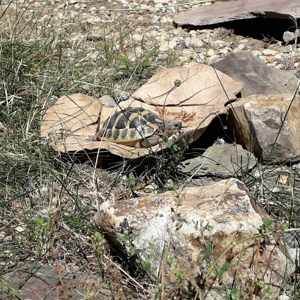 griechische Landschildkröte Männchen von 2018 