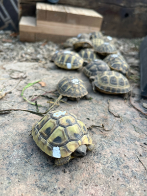 Grichische Landschildkröten Schildkröte Thb Bild 3