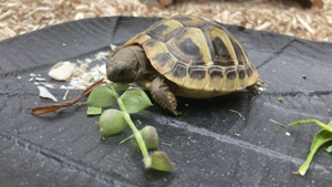 Grichische Landschildkröten Schildkröte Thb