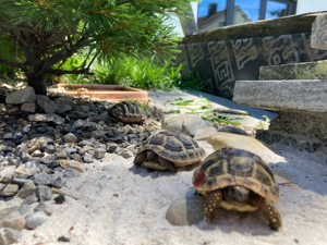 Grichische Landschildkröten Schildkröte Thb Bild 2