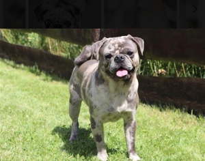 Altdeutsche Moppels  Bild 2