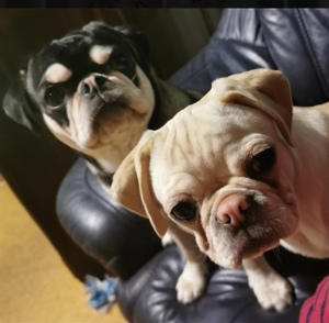 Altdeutsche Moppels  Bild 5