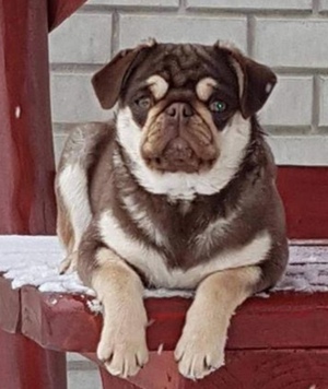 Altdeutsche Moppels  Bild 4