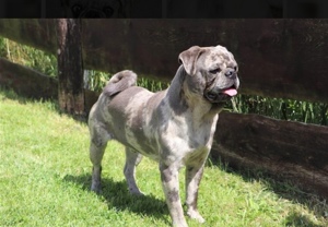 Altdeutsche Moppels  Bild 3