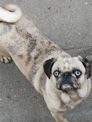 Altdeutsche Moppels  Bild 6