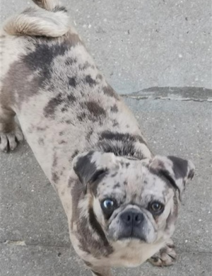 Altdeutsche Moppels  Bild 7