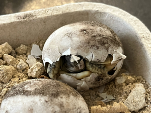 Griechische Landschildkröten aus Nachzucht Bild 2