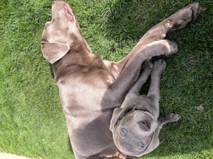 Wunderschöne Labrador Welpen suchen liebevolles Zuhause Bild 3