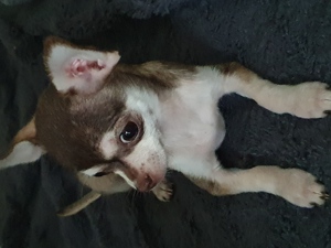 Chihuahua Hündin Maja  Bild 2