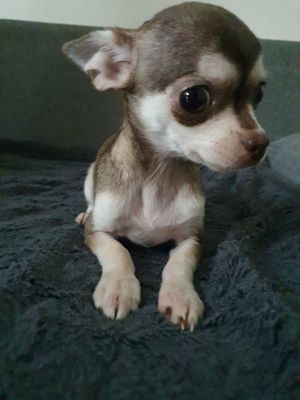 Chihuahua Hündin Maja  Bild 5