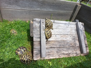 Griechische Landschildkröten, Testudo hermanni boettgeri NZ. 2022