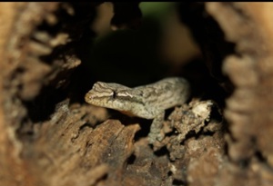  Jungferngeckos ( im Moment keine Nachzuchten ) 