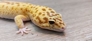 Leopardgecko 1.0 Tremper Albino Bild 1