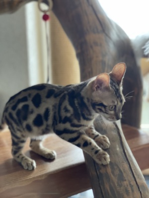 Bengalen Kitten zum Kuscheln und Spielen Bild 3