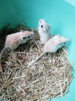 Mongolische Wüstenrennmäuse Gerbils 