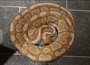 0,1 Caramel Albino Königspython ( Ready to breed )