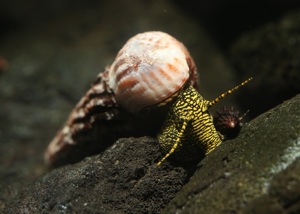 Tylomelania towutensis - Sulawesi Turmdeckelschnecke - Aquarium Bild 1
