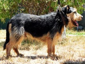 Der Terrier *JIMBO* sucht erfahrene Menschen, die sich mit der Erziehung dieser Hunderasse auskennen Bild 5