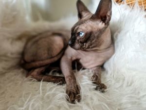  Sphynx blaue augen deckkater