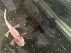 Axolotl