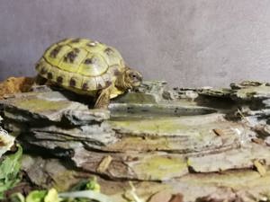Junge Steppenschildkröten zu verkaufen 
